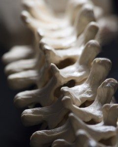 Image of a spine close-up